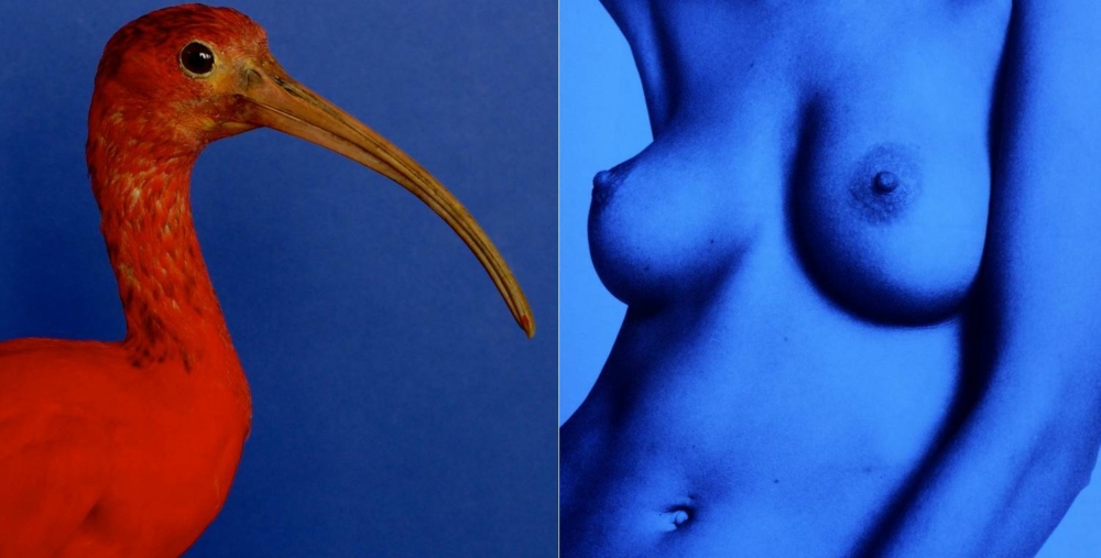 Barbe Bleue